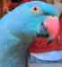 Indian Ringneck Parakeet