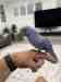 Indian Ringneck Parakeet
