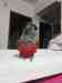 Conure