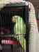 Indian Ringneck Parakeet