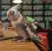 Cockatiel