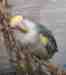Lovebird