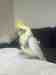 Cockatiel