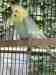 Budgerigar