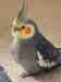 Cockatiel