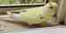Budgerigar
