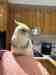 Cockatiel