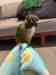 Conure