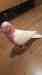 Galah Cockatoo