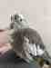 Cockatiel