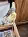 Cockatiel