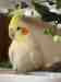 Cockatiel