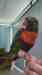 Lory / Lorikeet