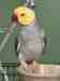 Indian Ringneck Parakeet