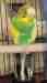 Budgerigar