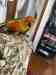 Conure
