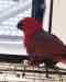 Eclectus