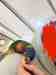 Lory / Lorikeet