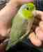 Parrotlet