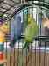 Indian Ringneck Parakeet