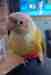 Conure