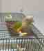 Conure