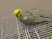 Budgerigar