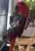Eclectus