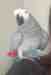 African Grey