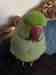 Indian Ringneck Parakeet