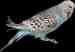 Budgerigar