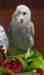 Lovebird