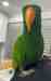 Eclectus