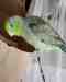 Parrotlet