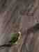 Parakeet