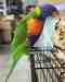 Lory / Lorikeet