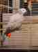 African Grey