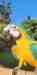 Macaw