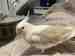 Cockatiel