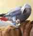 African Grey