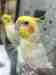 Cockatiel