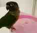 Conure