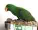Eclectus