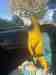Macaw