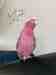 Galah Cockatoo