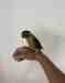 Conure