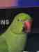 Indian Ringneck Parakeet