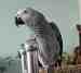 African Grey