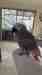 African Grey