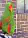 Eclectus